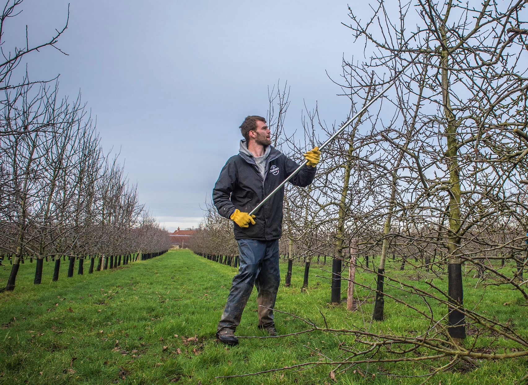 Our Top Tips for Pruning Apple Trees at Home
